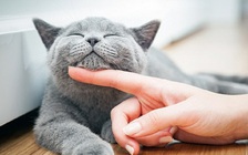 5 thứ trong nhà có thể gây viêm xoang khiến bạn bất ngờ