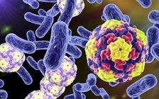 Nếu không có 5 loại vi khuẩn này trên cơ thể, con người không sống nổi