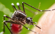 Khoa học đã có thể chữa khỏi sốt rét chỉ với 1 liều thuốc