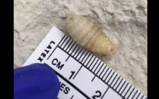 'Món quà lưu niệm' kinh hoàng sau chuyến du lịch của một phụ nữ