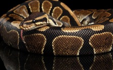 Kiểu mát xa kinh dị ở Mỹ: Cho con trăn trườn khắp người