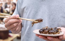 Ăn côn trùng có thể giúp chống ung thư