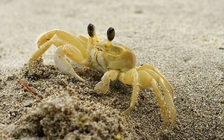 Bị con còng biển con chui vào tai khi đang tắm nắng