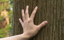 Tránh dịch Covid-19, 3 chàng trai lên núi, làm nhà trên cây để sống