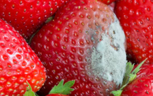 Trái cây để lâu trong tủ lạnh bị mốc, lỡ ăn có sao không?