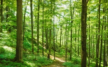 Phòng Covid-19: Một gia đình Nga tự cách ly bằng cách... vào rừng sống