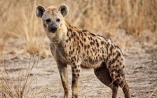 Chữa trầm cảm bằng... linh cẩu ở Somalia