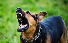 Kinh hoàng vụ bầy chó dữ cắn chết người phụ nữ đang đi đường