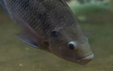 Bác sĩ cũng sốc: Phát hiện con cá rô trong trực tràng người đàn ông