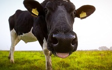 Lễ hội ném… phân bò vào nhau để đem lại niềm vui, phước lành