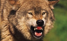 Anh nông dân tay không đánh chết sói lớn