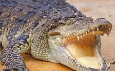 Bị cá sấu ngoạm vào đầu, người đàn ông thoát chết kỳ lạ