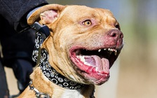 Hai con chó nhà cắn chết người mẹ, nguyên nhân khiến mọi người bất ngờ