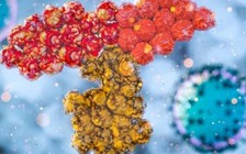 Phát hiện kháng thể mới cực mạnh chống SARS-CoV-2