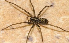 Bị ngứa tai, người phụ nữ đi khám mới phát hiện nhện bò trên màng nhĩ