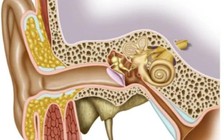 Phát hiện mới: Virus SARS-CoV-2 có thể lây nhiễm sang tai trong