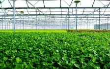 Sản xuất nông nghiệp đạt giá trị 375 triệu đồng/ha