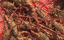 Ngư dân Vĩnh Thái trúng đậm tôm hùm