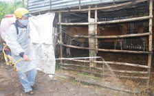 Lý giải việc trâu bò đổ bệnh, chi cục thú y hết sạch vắc xin