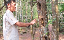 Tự tạo cơ hội: ‘Thuần chủng’ cây rừng