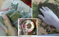 Cần sa mua bán như rau