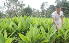 Thạc sĩ về quê trồng nghệ