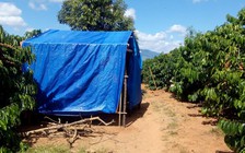 Trưởng BQL rừng chiếm đất quy hoạch nghĩa trang