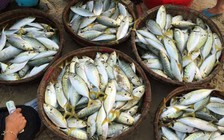 Quảng Nam, Đà Nẵng: Thủy hải sản vẫn an toàn