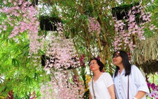 Rừng xanh lên tiếng tại Festival Huế