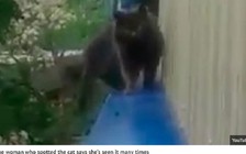 Xôn xao con mèo 3 đuôi ở Nga