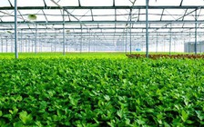 Quảng Ninh đẩy mạnh nông nghiệp công nghệ cao