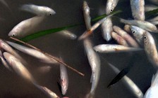 Đề nghị Bộ Công an chỉ đạo điều tra vụ cá chết trên sông Bưởi