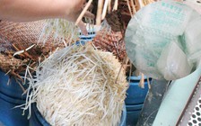 Làm giá ‘siêu tốc’ bằng hóa chất: Trước thường dùng dạng bột để làm