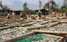 Nhọc nhằn nghề... phơi cá mướn