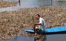 Sau hạn mặn lại lo ngập lụt