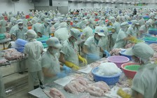 100% lô hàng cá tra vào Mỹ sẽ được kiểm tra từ 15.7