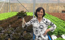 Tự tạo cơ hội: Trồng rau thủy canh thu lãi lớn