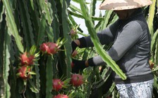 Thương nhân Trung Quốc 'núp bóng' mua thanh long