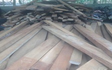 Phát hiện 4,2 m3 gỗ trái phép tại xưởng cưa của em trai chủ tịch xã