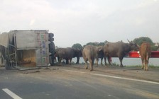 Lật xe chở trâu, cao tốc ùn tắc nghiêm trọng