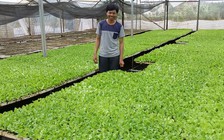 Tự tạo cơ hội: Giàu từ vườn ươm cây giống