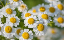 Loại bỏ cơn đau nửa đầu bằng phương pháp tự nhiên