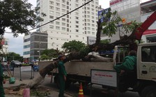 Đà Nẵng loay hoay với cây xanh