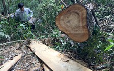 Vụ phá rừng pơ mu: Hé lộ đường dây phá rừng có tổ chức