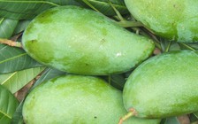 Xoài Việt được cấp phép vào Úc