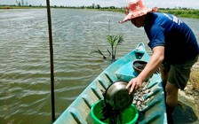 Cá đồng chết hàng loạt