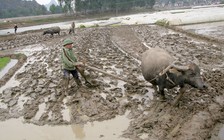 Phải cho nông dân làm ăn lớn