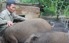 Tự tạo cơ hội: Nuôi thả heo rừng