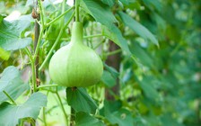 Lợi ích của trái bầu