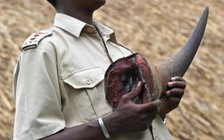 Nam Phi điều tra nghi án bộ trưởng buôn sừng tê giác